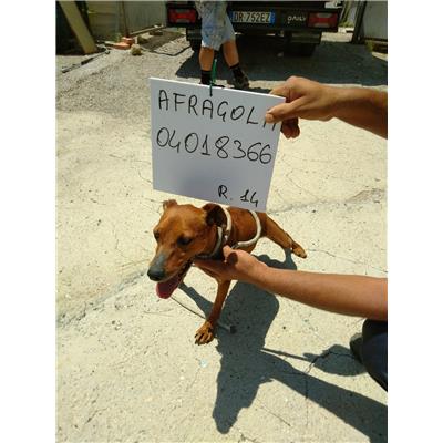 COMUNE DI AFRAGOLA - cane - Microchip 380260004018366