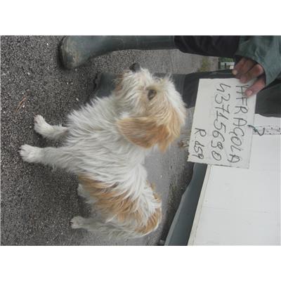 COMUNE DI AFRAGOLA - cane - Microchip 380260043715690