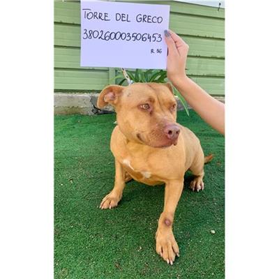 COMUNE DI TORRE DEL GRECO - cane - Microchip 380260003506453