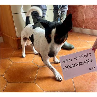 S. GIORGIO A CREMANO - cane - Microchip 380260110038847