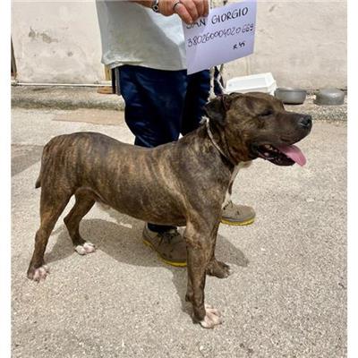 S. GIORGIO A CREMANO - cane - Microchip 380260004020669