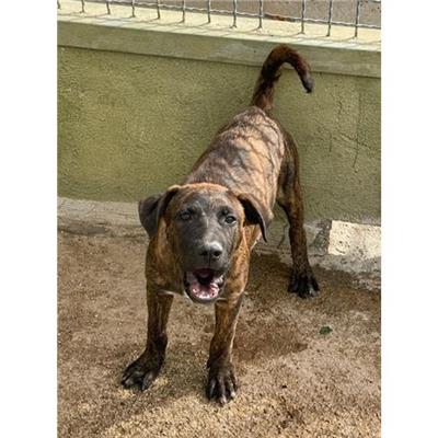 COMUNE DI MUGNANO DI NAPOLI - cane - Microchip 380260160684098